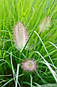 PENNISETUM ALOPECUROIDES, (SYN. PENNISETUM COMPRESSUM)