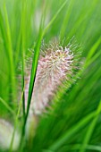 PENNISETUM ALOPECUROIDES, (SYN. PENNISETUM COMPRESSUM)