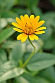 HELIOPSIS HELIANTHOIDES