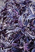 OCIMUM BASILICUM PURPLE RUFFLES