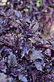 OCIMUM BASILICUM PURPLE RUFFLES