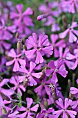 SILENE SCHAFTA