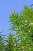 CANNABIS SATIVA VAR. SPONTANEA