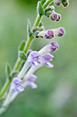 SCUTELLARIA ALTISSIMA