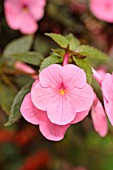 ACHIMENES LITTLE BEAUTY