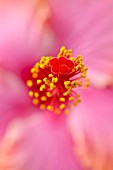 HIBISCUS ROSA-SINENSIS