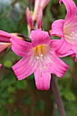 AMARYLLIS BELLA-DONNA