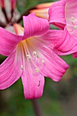 AMARYLLIS BELLA-DONNA