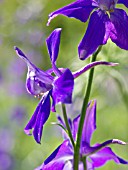 CONSOLIDA AJACIS, LARKSPUR