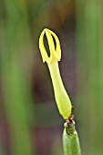 CEROPEGIA DICHOTOMA