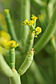 EUPHORBIA APHYLLA