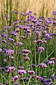 VERBENA BONARIENSIS