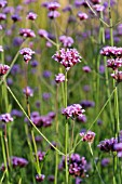 VERBENA BONARIENSIS