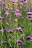 VERBENA BONARIENSIS