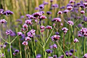 VERBENA BONARIENSIS