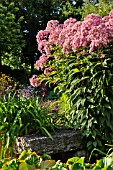 EUPATORIUM PURPUREUM GLUTBALL