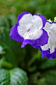 STREPTOCARPUS ROULETTE