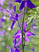 CONSOLIDA AJACIS, LARKSPUR