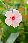 CATHARANTHUS ROSEUS