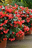 BEGONIA IN FLOWER TUBS