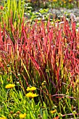 IMPERATA CYLINDRICA RUBRA