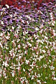 GAURA LINDHEIMERI