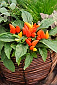 CAPSICUM ANNUUM