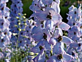 DELPHINIUM ELATUM MORGENTAU, LARKSPUR