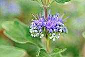 CARYOPTERIS X CLANDONENSIS