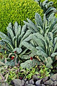 BUXUS, BRASSICA OLERACEA AND COSMOS ATROSANGUINEUS