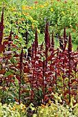 AMARANTHUS