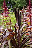 PENNISETUM GLAUCUM PURPLE MAJESTY, (SYN. PENNISETUM AMERICANUM PURPLE MAJESTY)