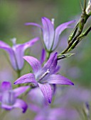 CAMPANULA RAPUNCULUS, RAMPION BELLFLOWER