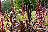 PENNISETUM GLAUCUM PURPLE MAJESTY, (SYN. PENNISETUM AMERICANUM PURPLE MAJESTY)