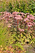 SEDUM TELEPHIUM HERBSTFREUDE, (SYN. HYLOTELEPHIUM TELEPHIUM HERBSTFREUDE)