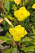 OENOTHERA MACROCARPA