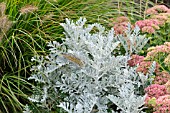 SENECIO CINERARIA, PENNISETUM AND SEDUM TELEPHIUM, (SYN. HYLOTELEPHIUM TELEPHIUM)