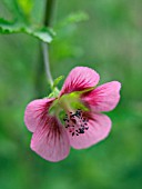 ANISODONTEA CAPENSIS