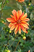 DAHLIA JESCOT JULIE