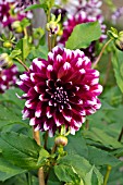 DAHLIA DEUIL DU ROI ALBERT