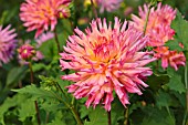 DAHLIA NENEKAZI