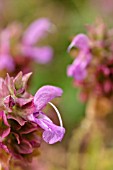 SALVIA CANARIENSIS