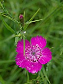 DIANTHUS SEGUIERI, PINK