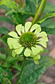 ECHINACEA PURPUREA GREEN JEWEL