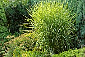 MISCANTHUS SINENSIS STRICTUS