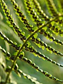 DRYOPTERIS FILIX-MAS, MALE FERN