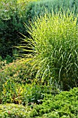 MISCANTHUS SINENSIS STRICTUS