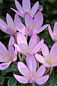 COLCHICUM AUTUMNALE