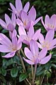 COLCHICUM AUTUMNALE