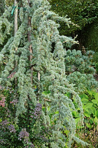 CEDRUS_DEODARA_PENDULA